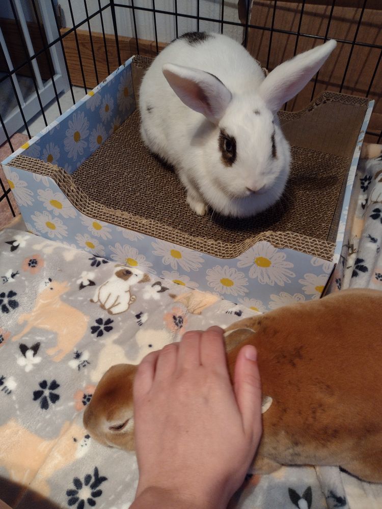 A pair of new faces: a orange rex bunny under a hand being pet, and a white bunny with alert ears in the background. 