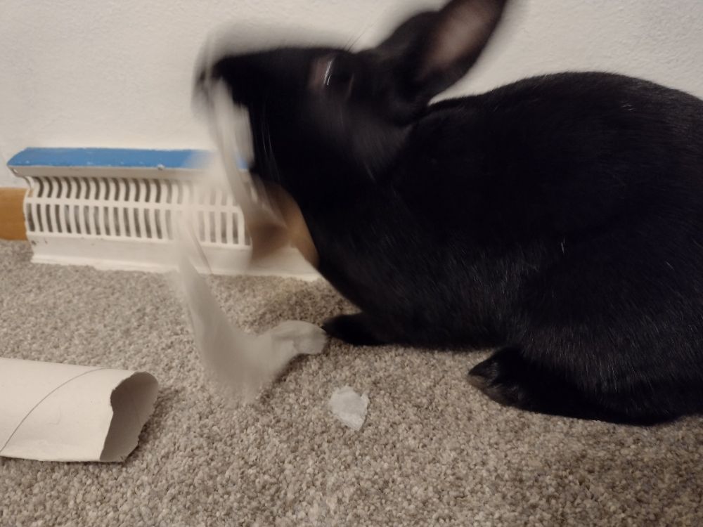 Blurry photo of the rabbit tossing the toilet paper tube