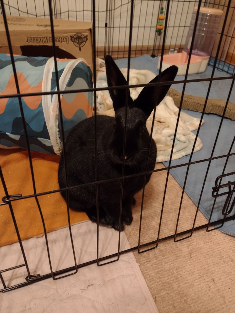 Black rabbit inside a cage sitting with his legs right and ears tall. 