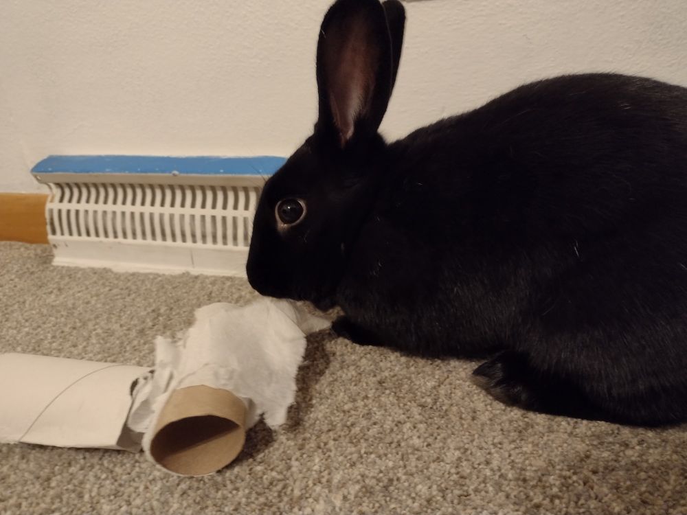 Black rabbit sniffing a roll of toilet paper, work paper still attached 