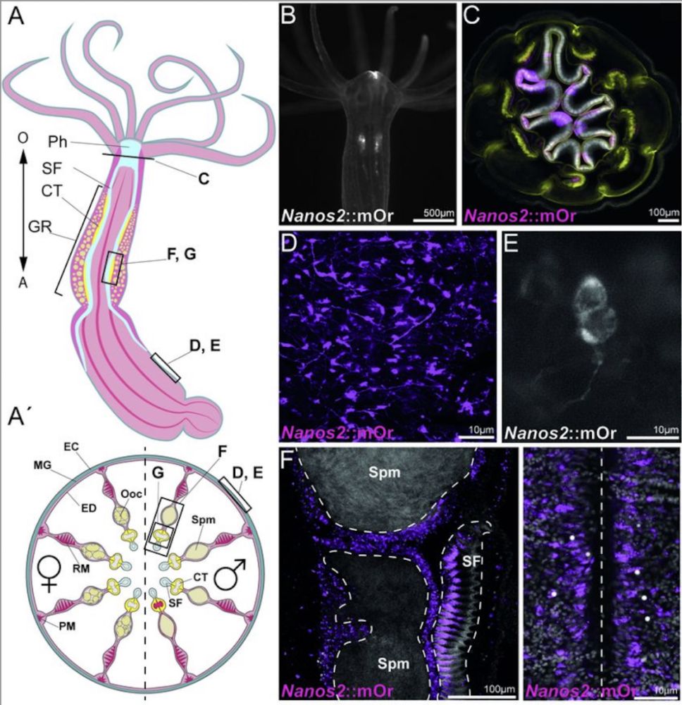 Nanos2+ cells give rise to germline and somatic lineages in the sea anemone Nematostella vectensis -...