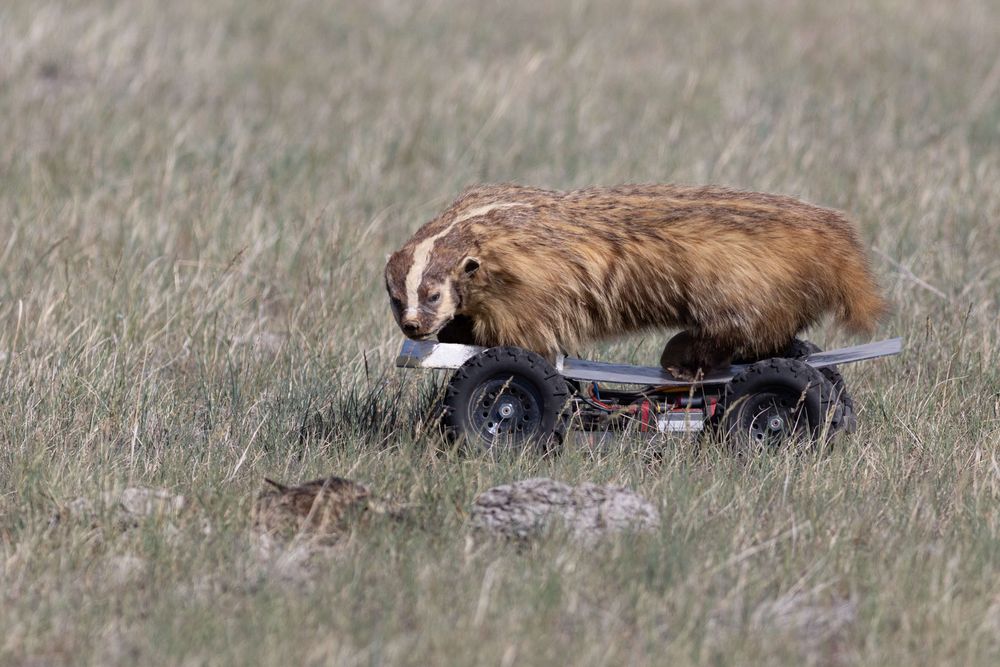 Badger mounted on an RC car approaching a curlew nest.