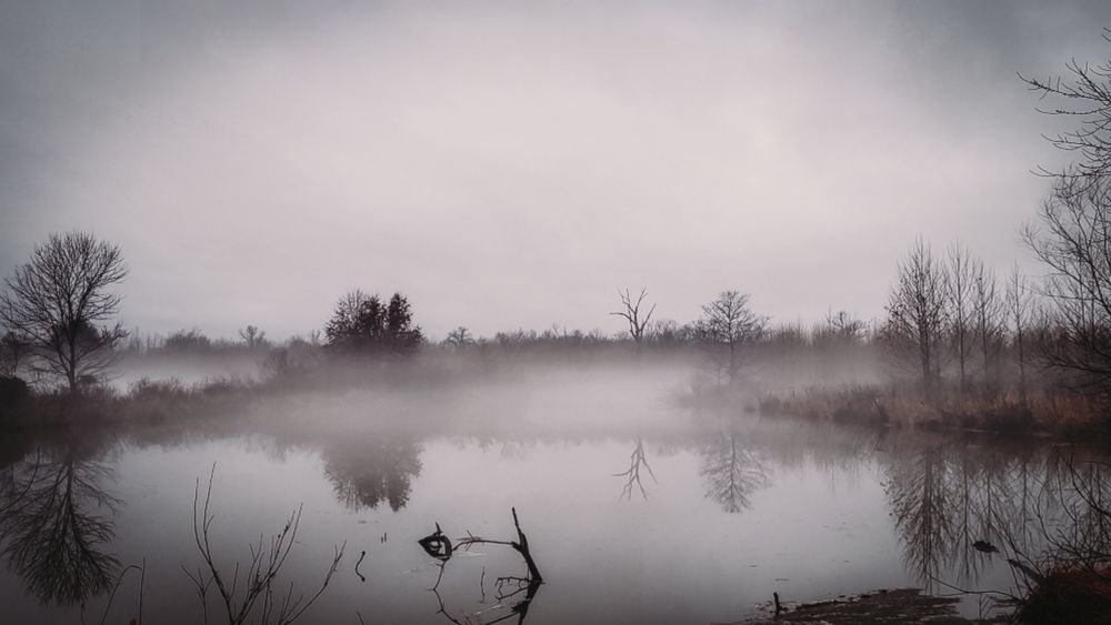 Fog over a still pond with bare, winter trees.