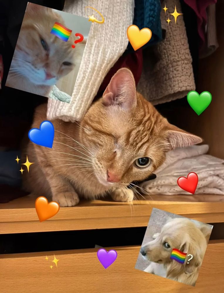 Gatete dentro de armario rodeado de corazones de colores y banderas LGBTIQ+