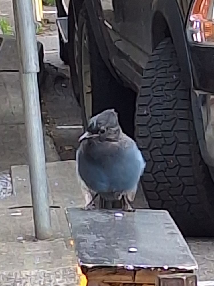 A juvenile Stellar's Jay sits atop a step ladder, watching the people go by at the Baker Street farmers market in Nelson BC.