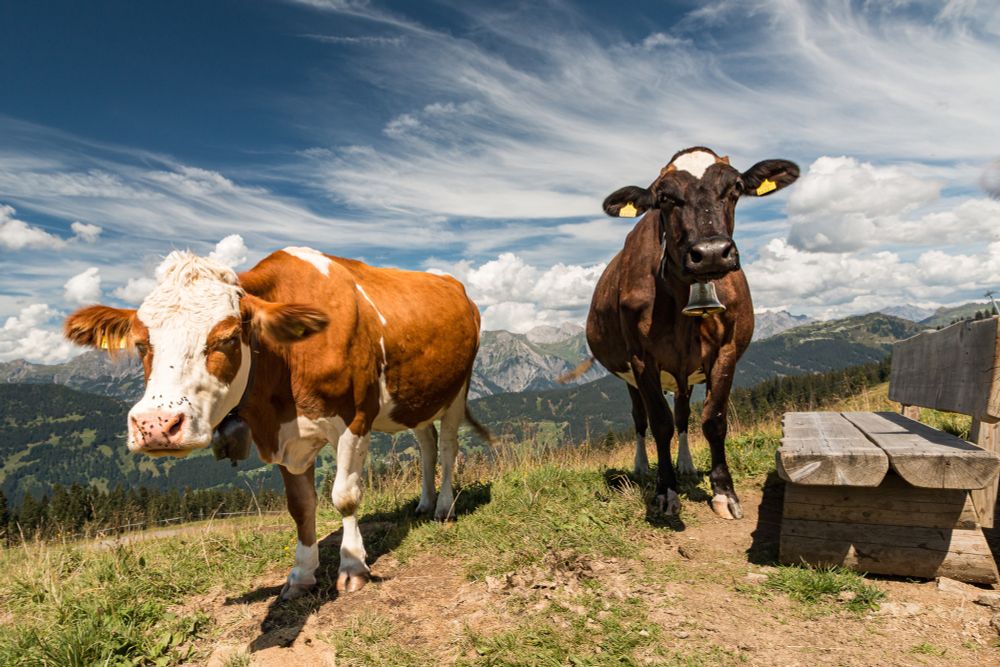 Zwei Kühe stehen auf einer sonnigen Almwiese vor einem Panorama aus Bergen und Wolkenhimmel, die linke braun-weiß gefleckt, die rechte dunkelbraun mit einer Glocke um den Hals, neben einer hölzernen Bank.
