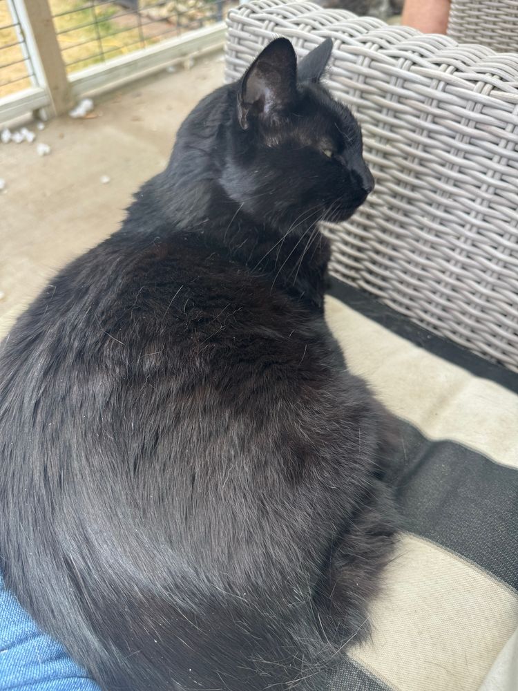 Black cat sharing a black & dirty white gray wicker patio chair
Fluffs of dog toy stuffing littering the patio edge in the background 
