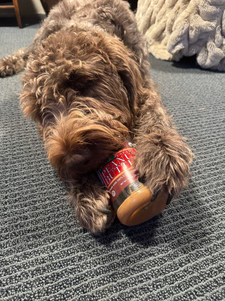 German wirehaired pointer desperately trying to get the last bit of peanut butter out of the jar 
