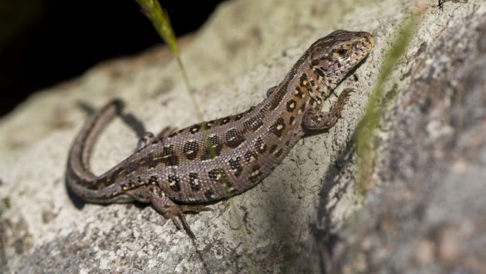 Regeringens miljonsatsning på naturen ingen ny förstärkning