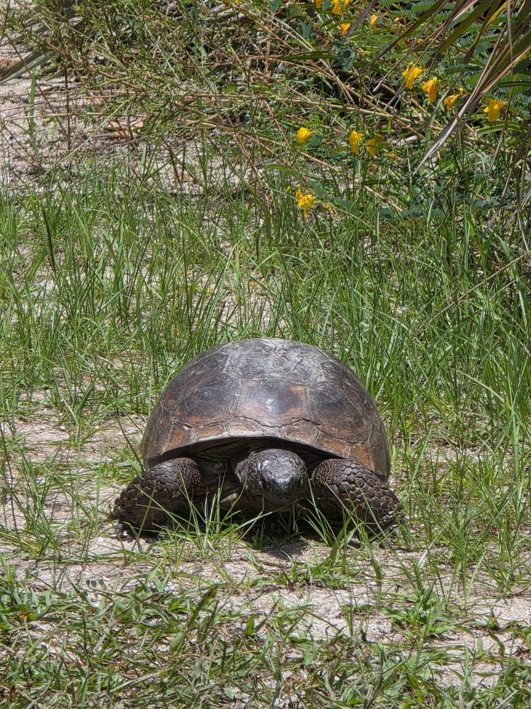 Turtle 