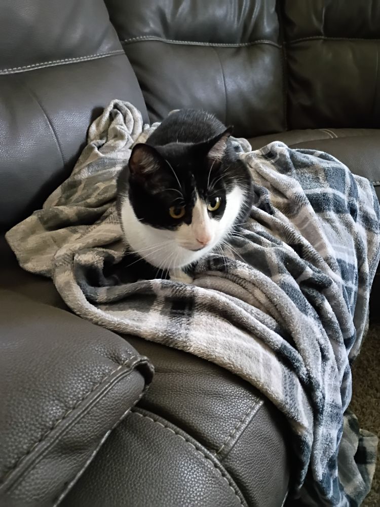 A tuxedo cat sitting on a blanket on a couch. His name is Pacheco and he's a jerk.