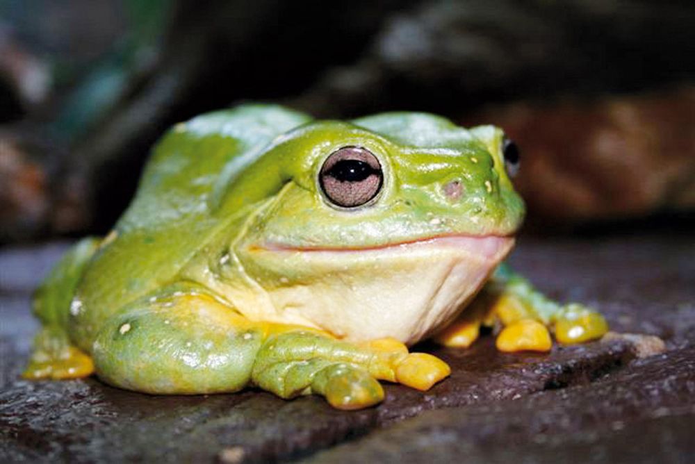 Photo of a Magnificent Tree Frog from the Perth Zoo in Australia. It is bright green, very round, and its mouth has an upward curve that makes it look happy and content.