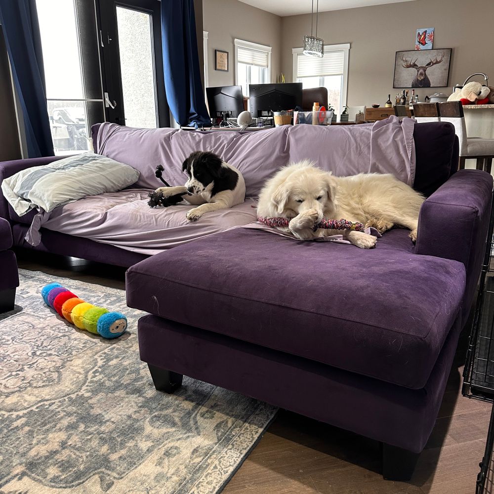 2 pups chewing rope toys on the sofa