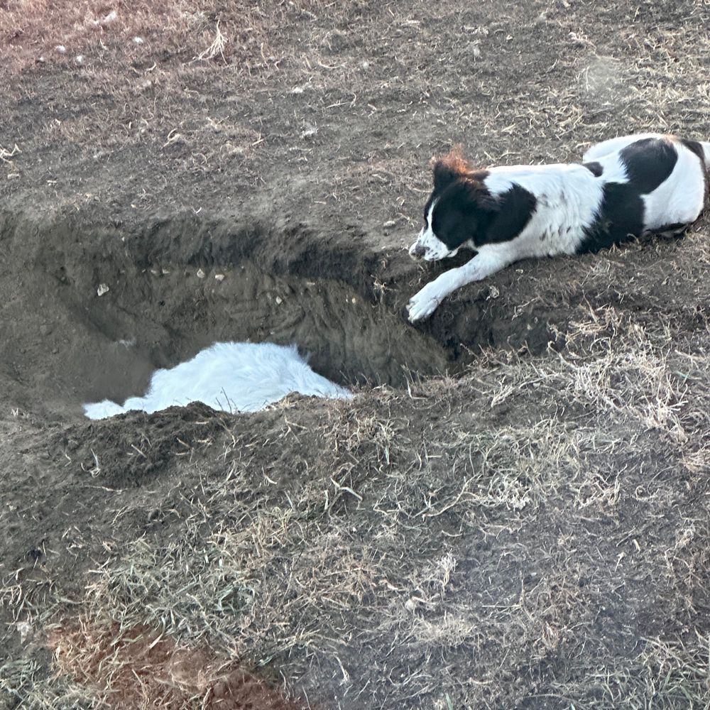 Puppy on top of the hole, back of Pyrenees dog in the hole
