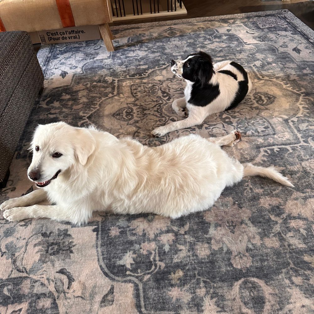 Elsa and Giorgio laying on a carpet