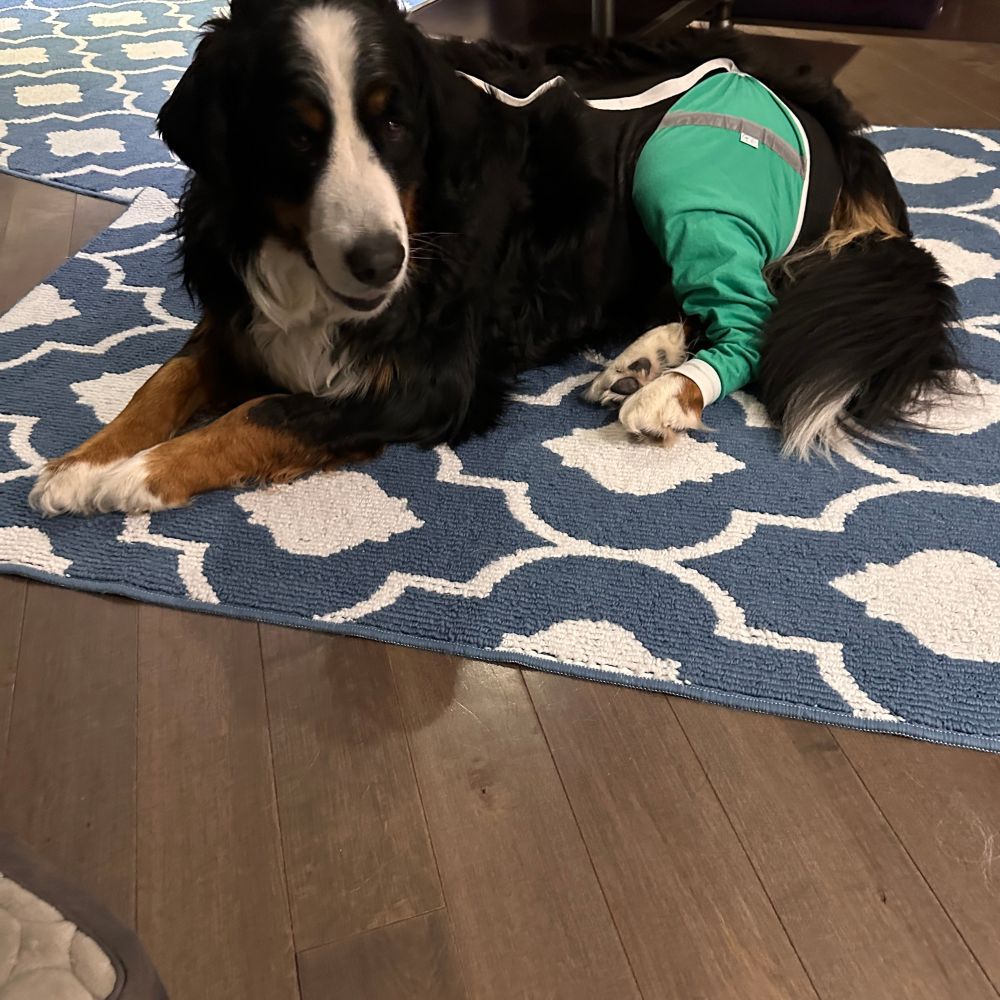 Smiling dog in a pet sleeve