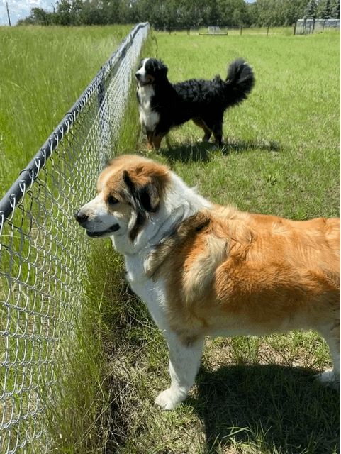 Meatball at the fence with Bullwinkle beside him