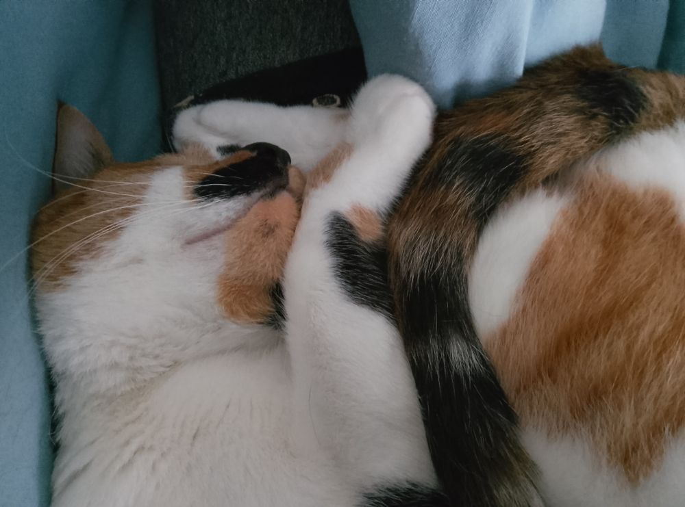 Calico cat sleeping weird