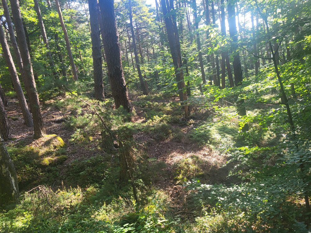 Eine lichtdurchflutete Waldlandschaft