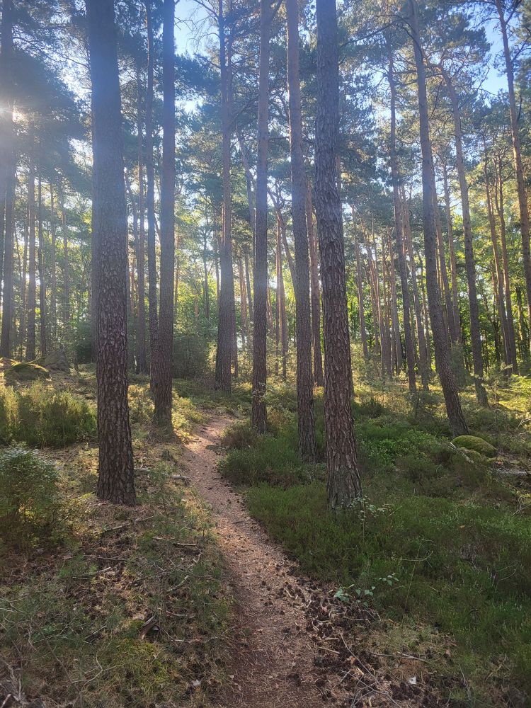 Ein Wanderweg im Wald