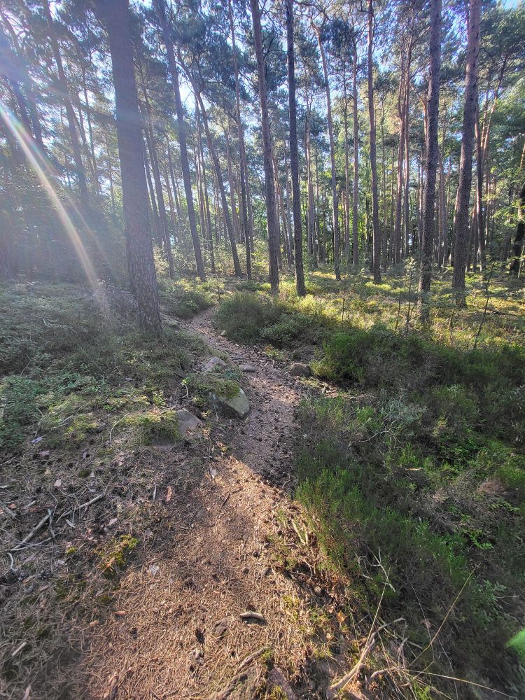 Ein Wanderweg im Wald