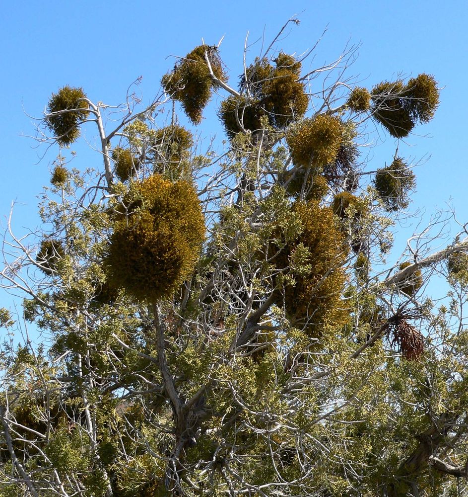 Phoradendron juniperinum mistletoe clumps growing in Juniperus sp. in Red Rock Canyon, Nevada. Photo: Stan Sheets https://en.wikipedia.org/wiki/Phoradendron_juniperinum