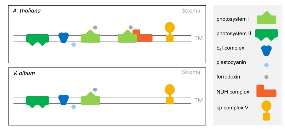 Figure 8 from Schröder et al., 2022, Plant Physiology - schematic showing comparison of photosynthetic apparatus between Arabidopsis thaliana and Viscum album. Original caption: Chloroplast protein complexes involved in photosynthesis in A. thaliana and V. album. Yellow, chloroplast (cp) complex V; orange, cp Complex I (NDH complex); dark blue, cytochrome b6f complex; light green, Photosystem I; dark green, Photosystem II; light blue, plastocyanin; grey, ferredoxin. TM, thylakoid membrane.