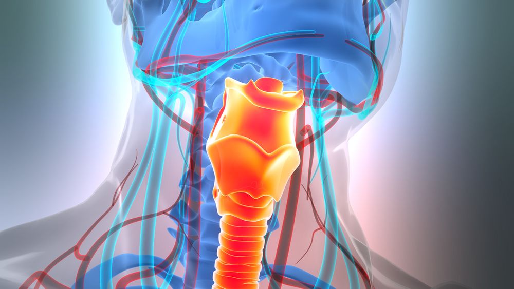 Researchers are evaluating which types of cartilage cells could generate more robust airway spacers when combined with MEND technology.