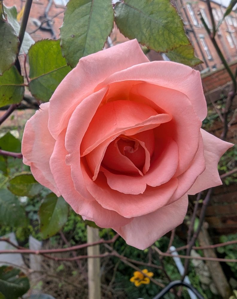 Peach coloured rose