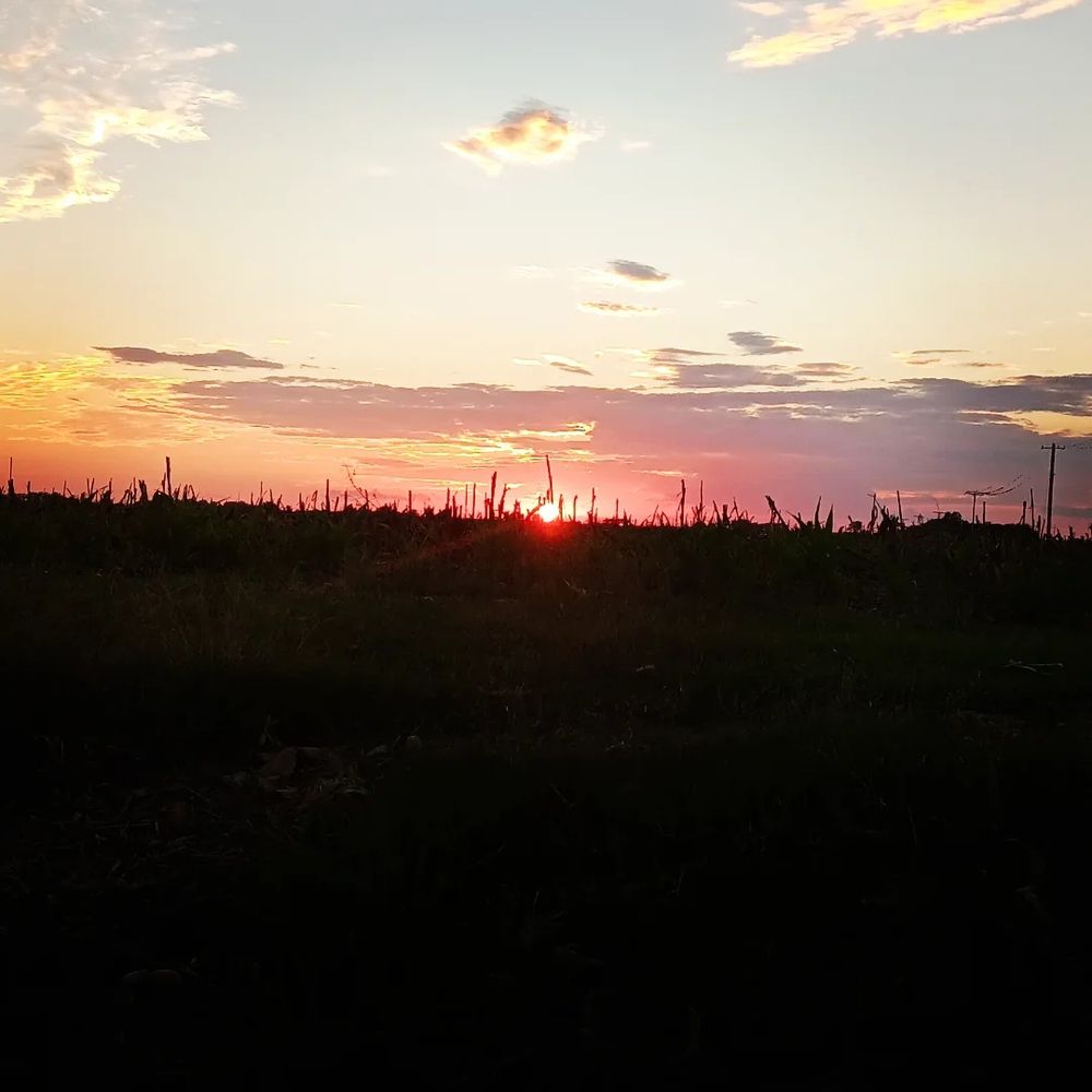 A pink sunset peeking through a field.