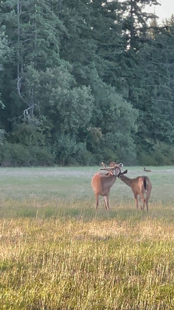 a couple of bucks in a field engaging each other. one is annoying the other by rubbing his antlers all over his face and neck. 