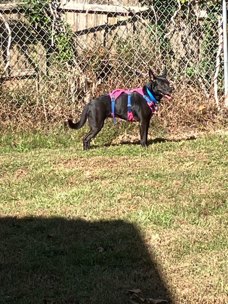 Black dog with a pink harness standing next to a fence.