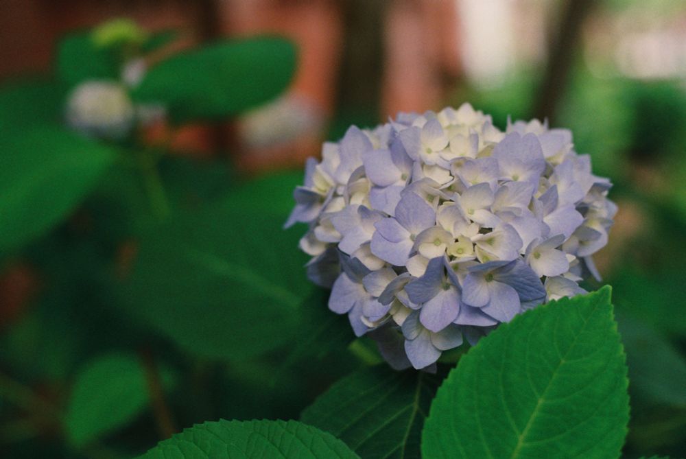 photo of a head of pastel blue hydrangeas surrounded by green leaves