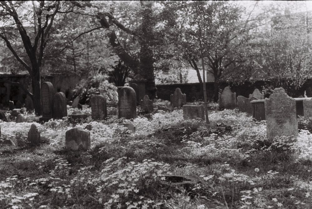 black and white photo of an old walled graveyard covered in small white flowers