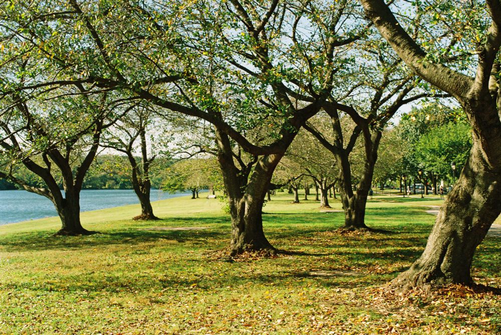 photo of trees planted in a regular pattern on the grassy bank of a river