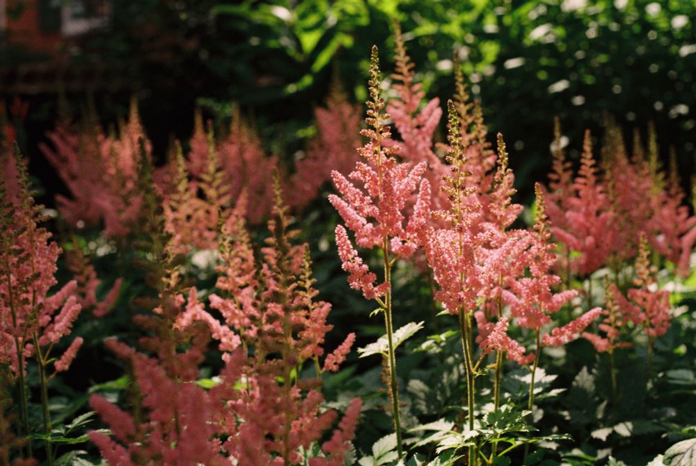 photo of a patch of pink astilbe in dappled light