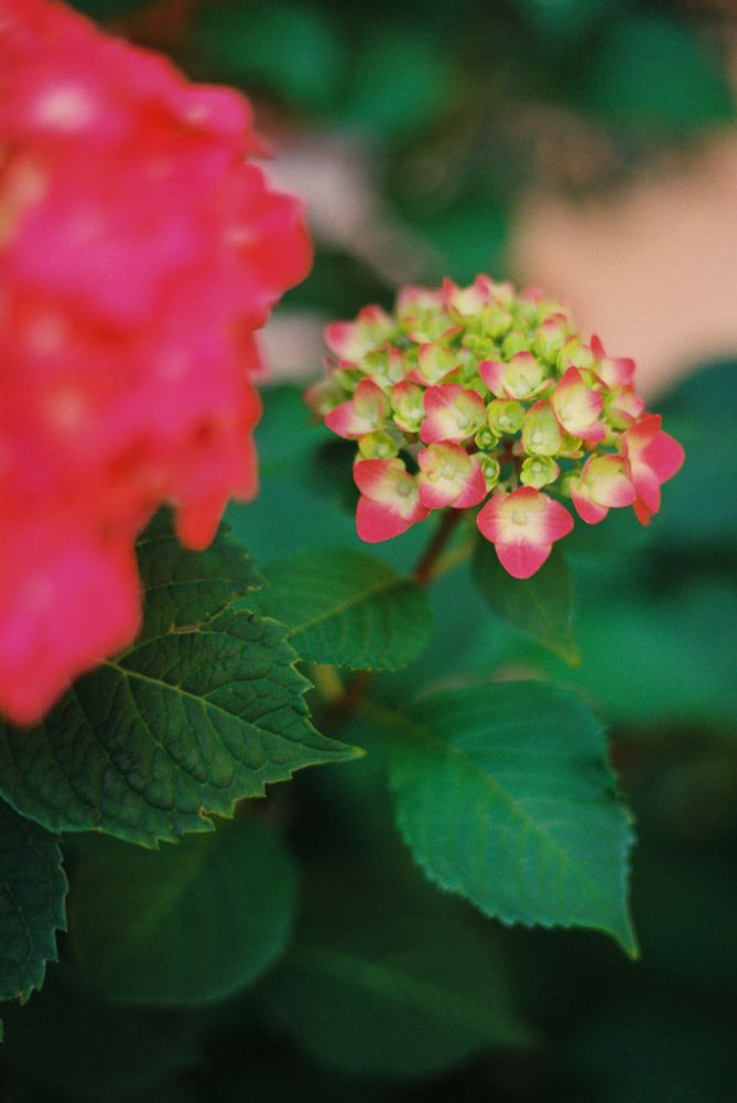 photo of hot pink hydrangeas surrounded by green leaves