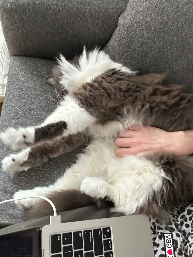 a photo of a large, fluffy, grey and white cat lying on a grey sofa next to a lap with a laptop on it. The cat is doing biiiiiiiiig stretchies 