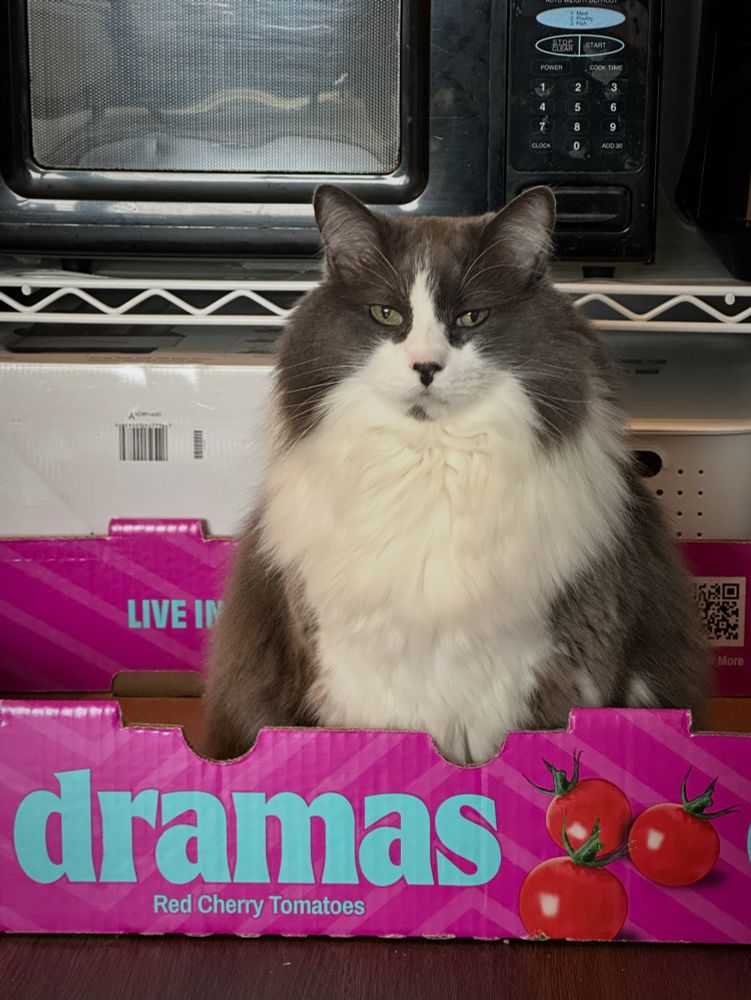 A photo of a large fluffy gray and white cat with a pissy look on his face sitting in a box that says DRAMAS