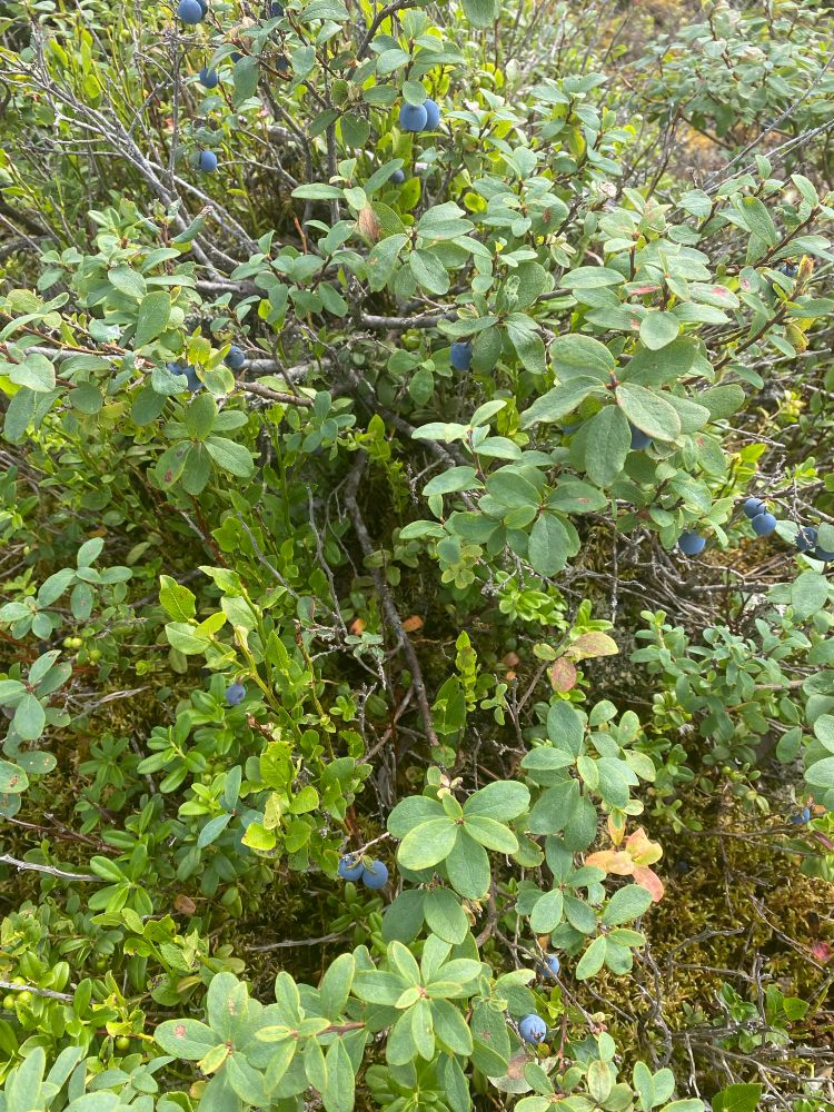 In het bos in Zweden vonden we blauwe bessen, frambozen, bramen en  vossenbessen.