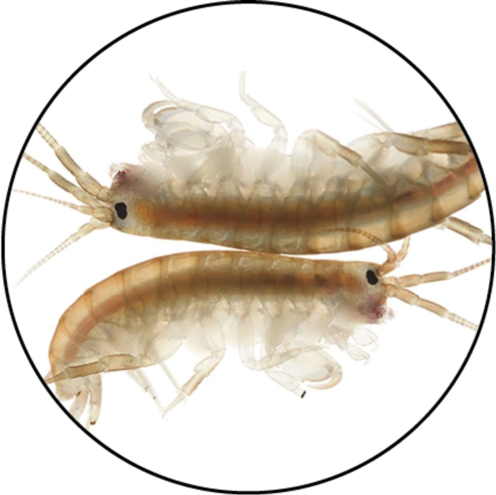 The shrimp Parhyale hawaiensis – a non-model organism research story with Prof. Michalis Averof - the Node