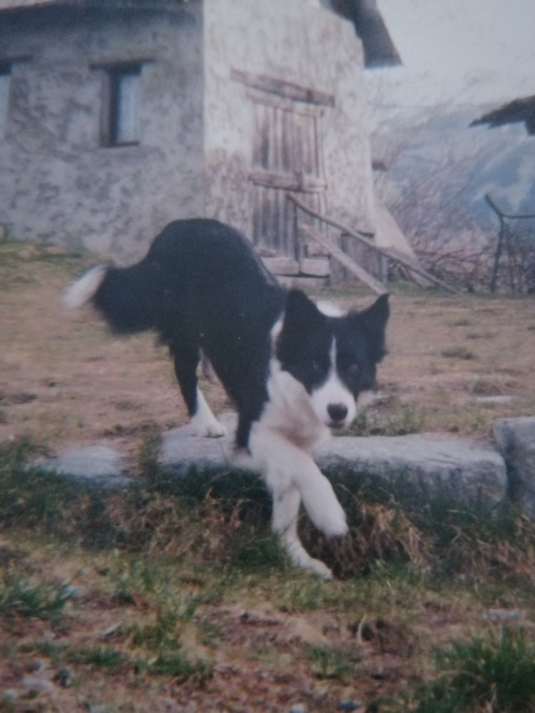 La photo représente Mon border collie