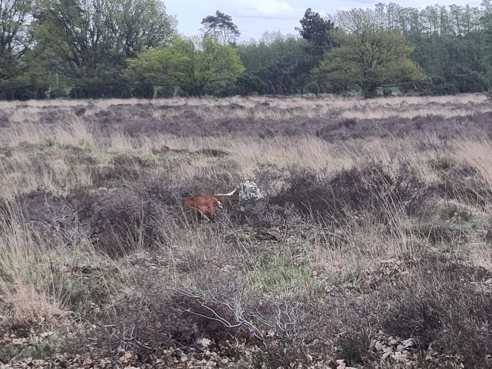 A brown/white calf hidden in a field with dry grass and hay bushes