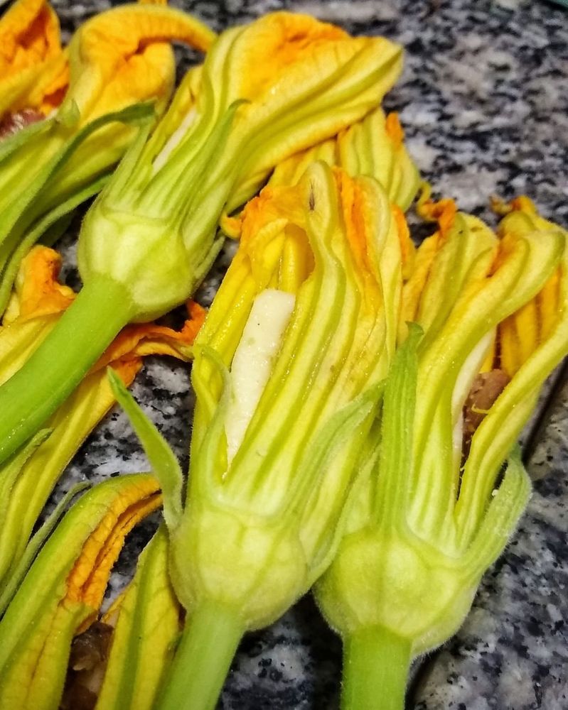 Flor de abobrinha ainda crua recheada com queijo e anchova