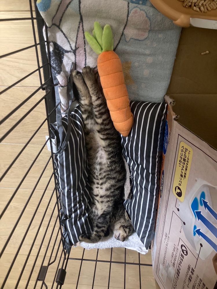 子猫がまっすぐ伸びて寝てる写真