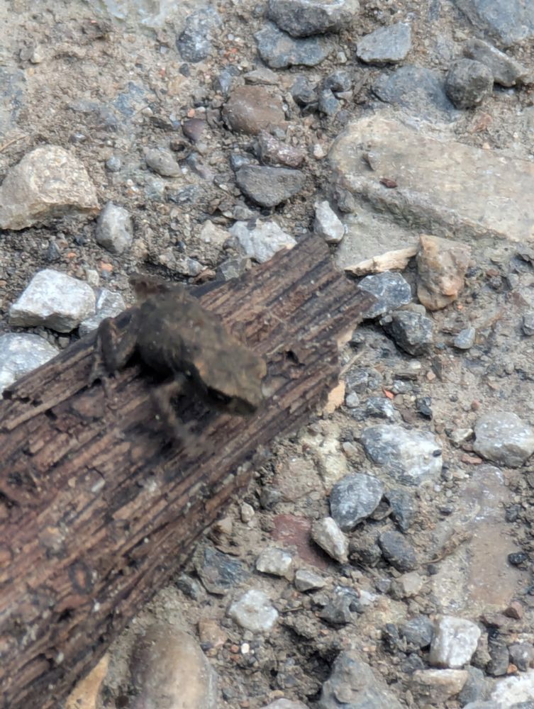 The frog has moved to a tiny stick and in a very dynamic shot (which was only accidentally captured) is milliseconds away from leaping a grand total of 2 centimetres off the stick