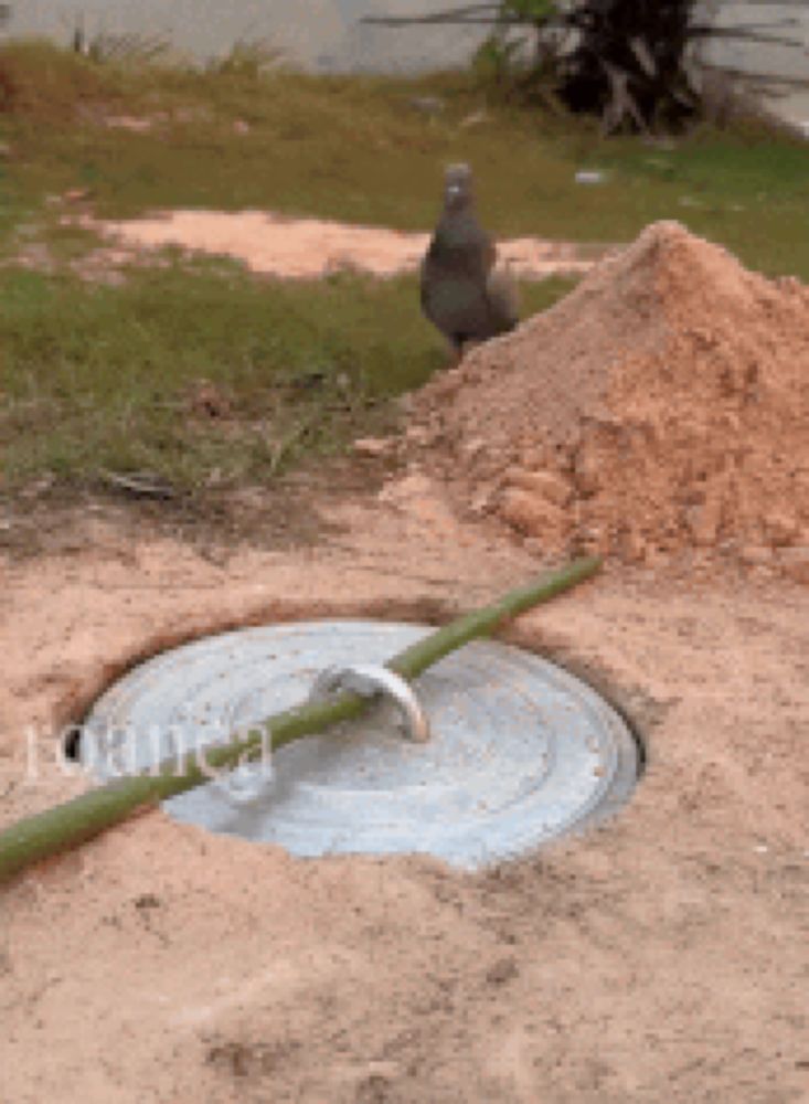 a pigeon is standing next to a pile of dirt and a drain