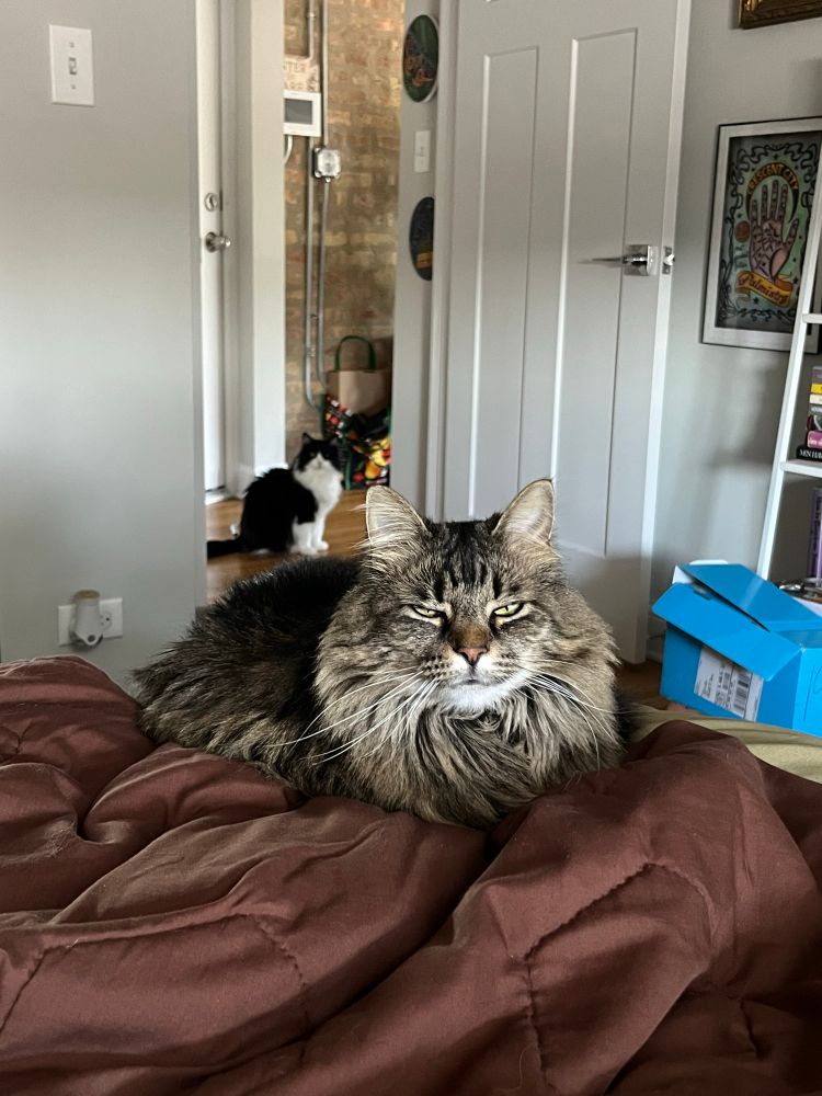 My cats staring me down because they want some fucking food