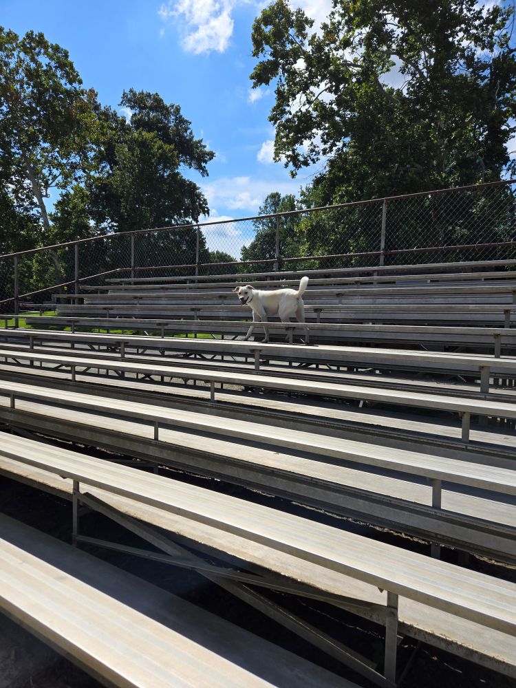 Sweet whitish-tan puppy named Taco standing about 5 rows up in some empty metal bleachers outside and looking down at me so proud of himself 