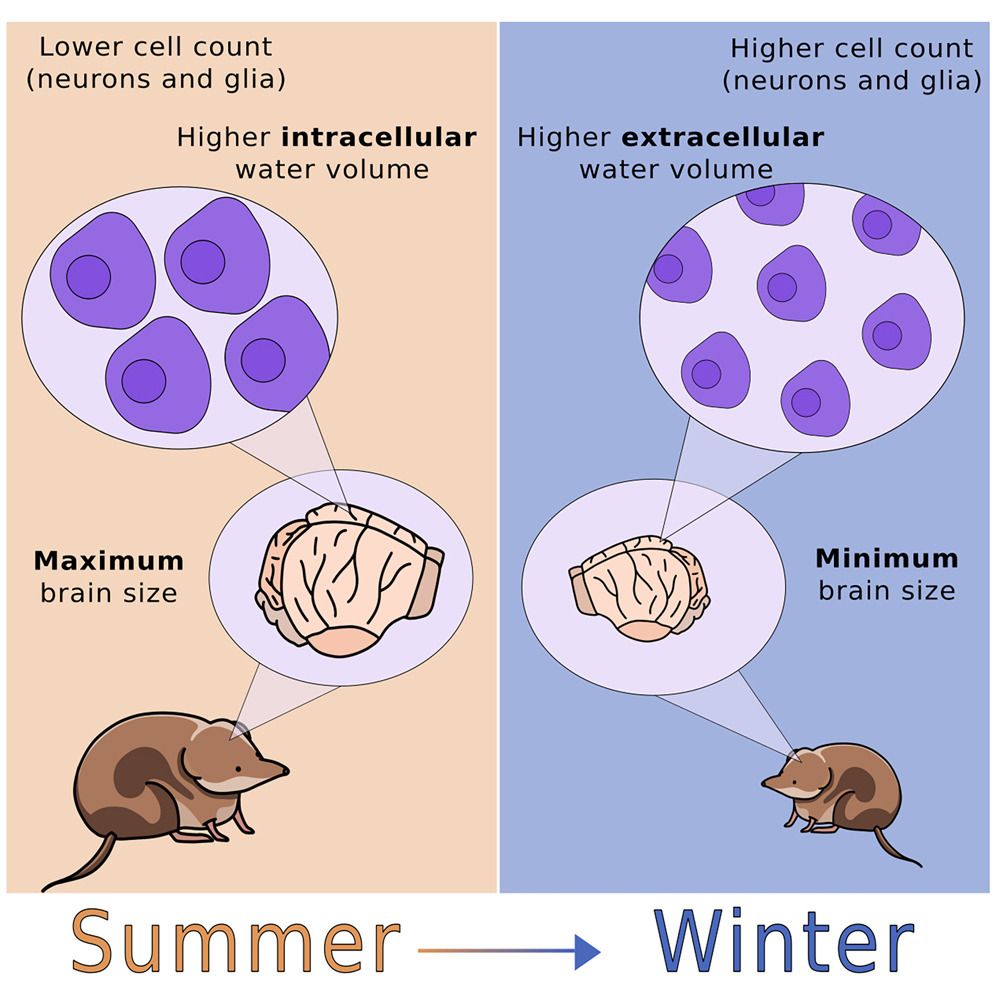 Image of a shrew in summer (left) and winter (right), with brain cells containing more (L) and less (R) water.